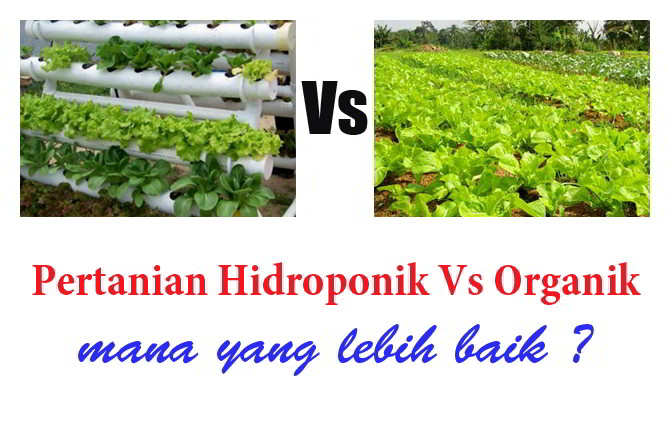 gambar-pertanian-hidroponik-vs-organik