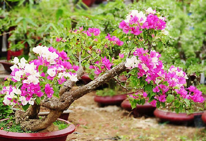 merawat-bunga-kertas-bonsai